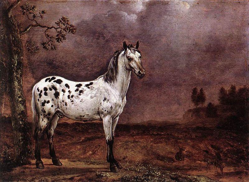 paulus potter The Spotted Horse